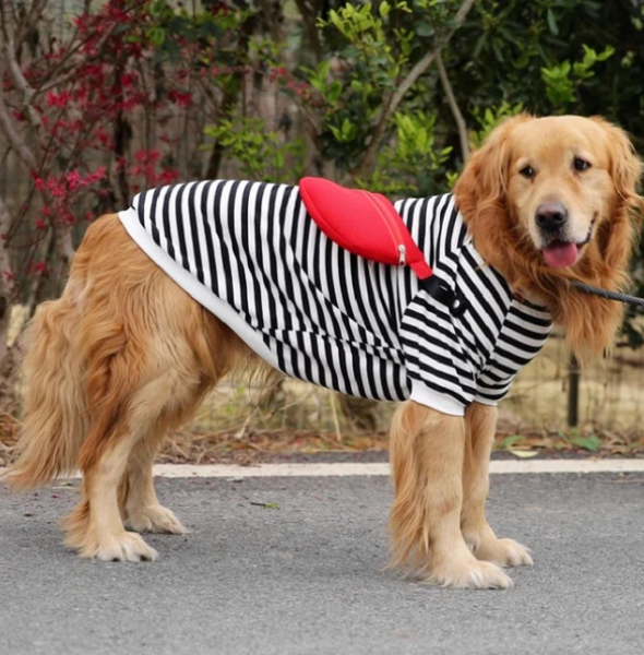 Summer Dog Clothing: Keep Your Pet Cool and Stylish