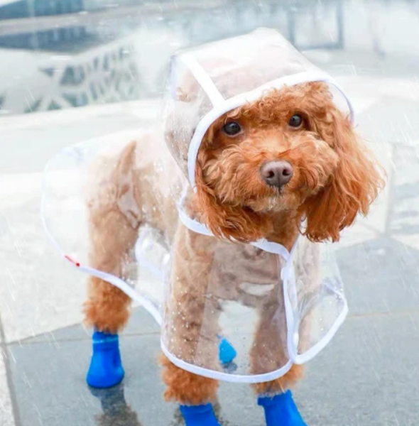 Best Dog Raincoats for Various Breeds: Find the Perfect Fit