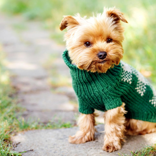 How to Negotiate with Your Dog Clothing Manufacturer for Better Prices