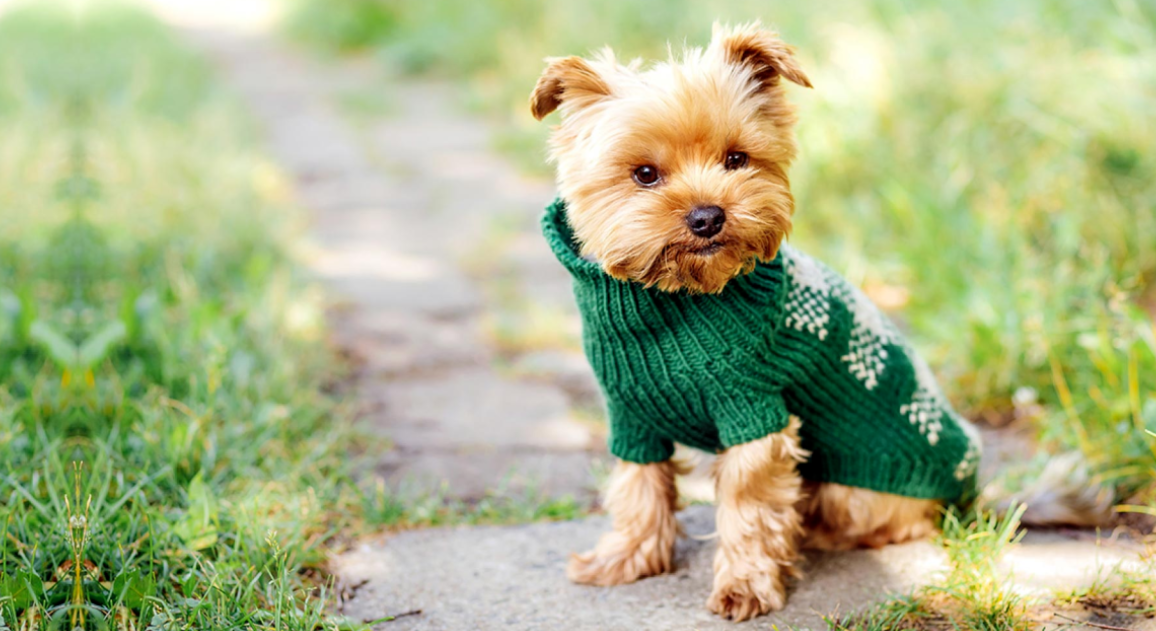 dog apparel manufacturer