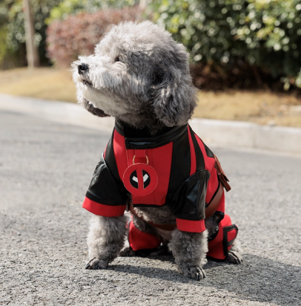 How to Care for Your Dog's Clothes