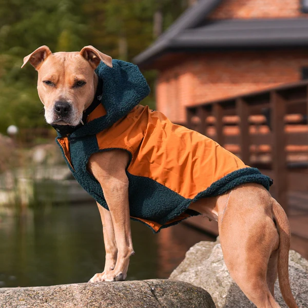 Dogs Jackets