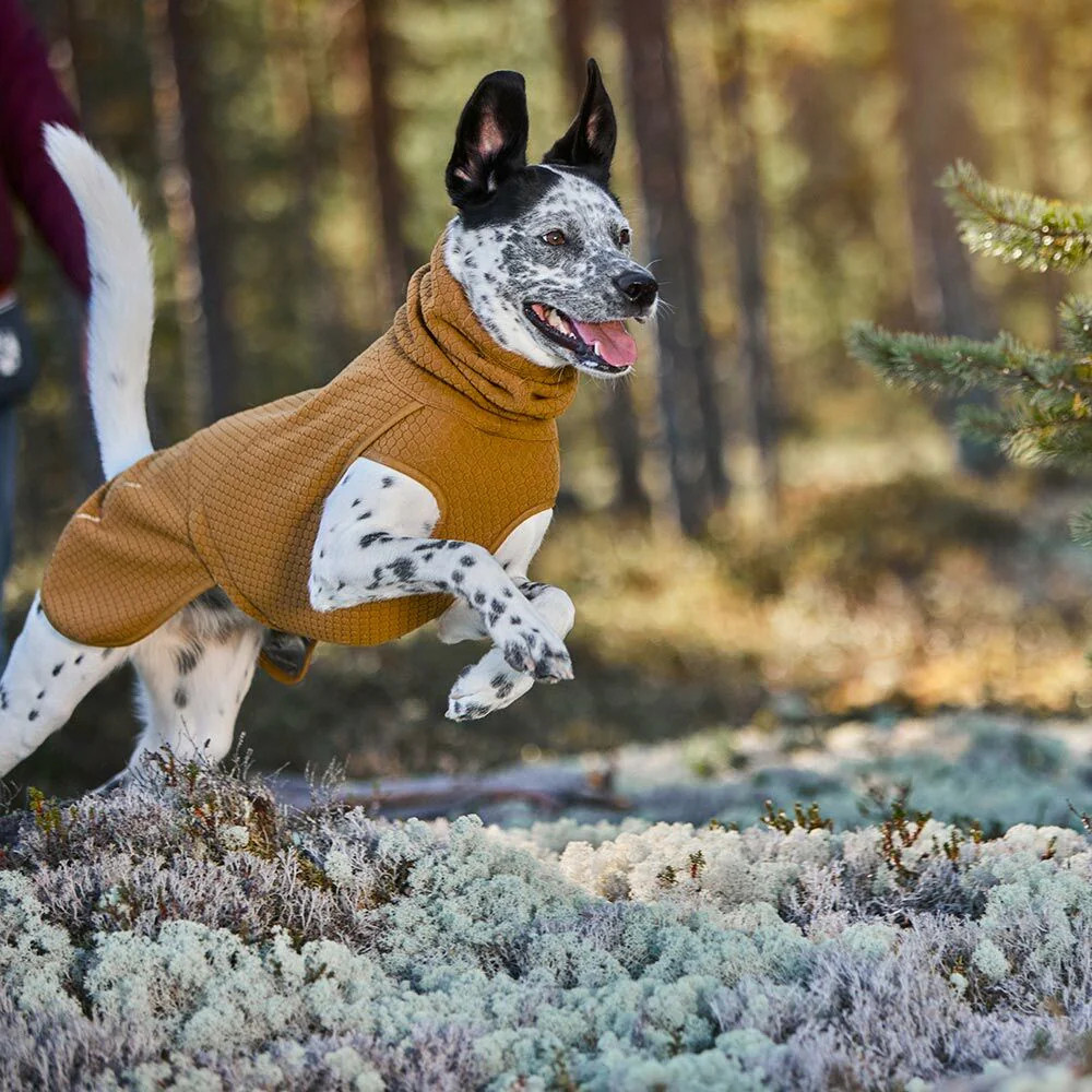 The Importance of Dog Jackets for All Dog Breeds