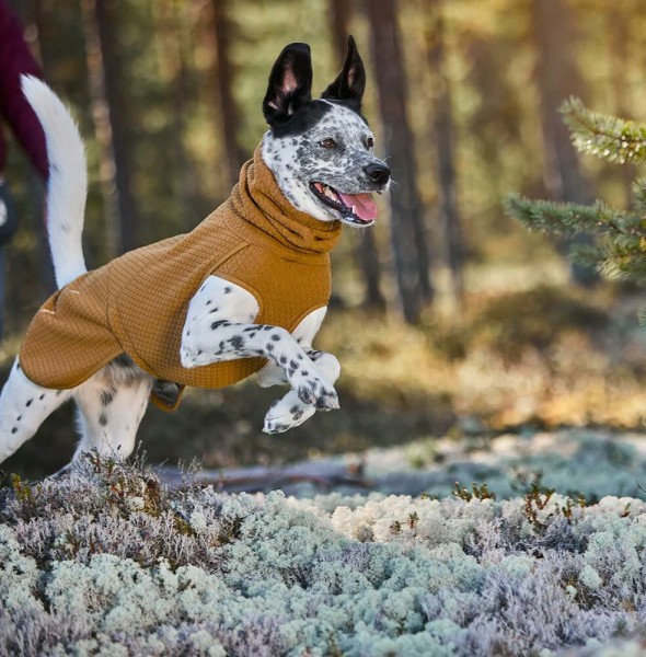 The Importance of Dog Jackets for All Dog Breeds