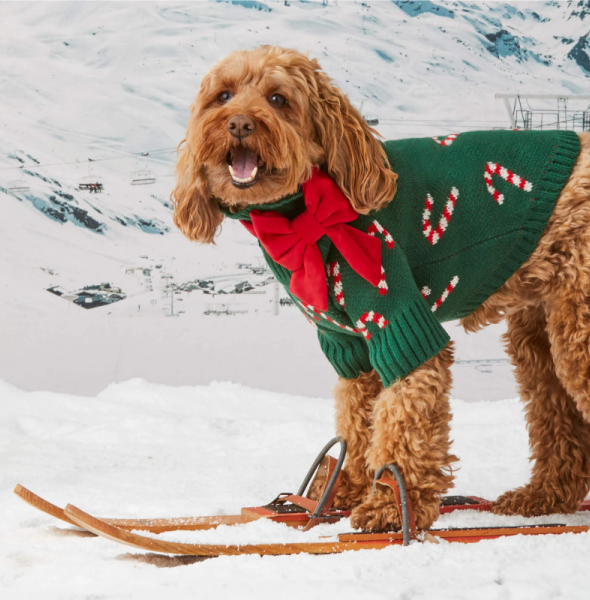 5 Common Mistakes Beginners Make When Wholesaling Dog Clothing