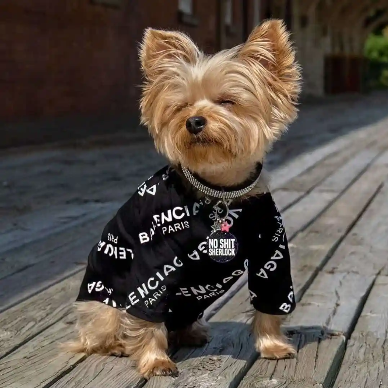 Best Spring Clothing Picks and Styles for Small Dogs