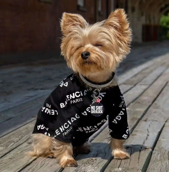 Best Spring Clothing Picks and Styles for Small Dogs