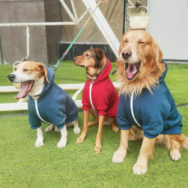 dog hoddies