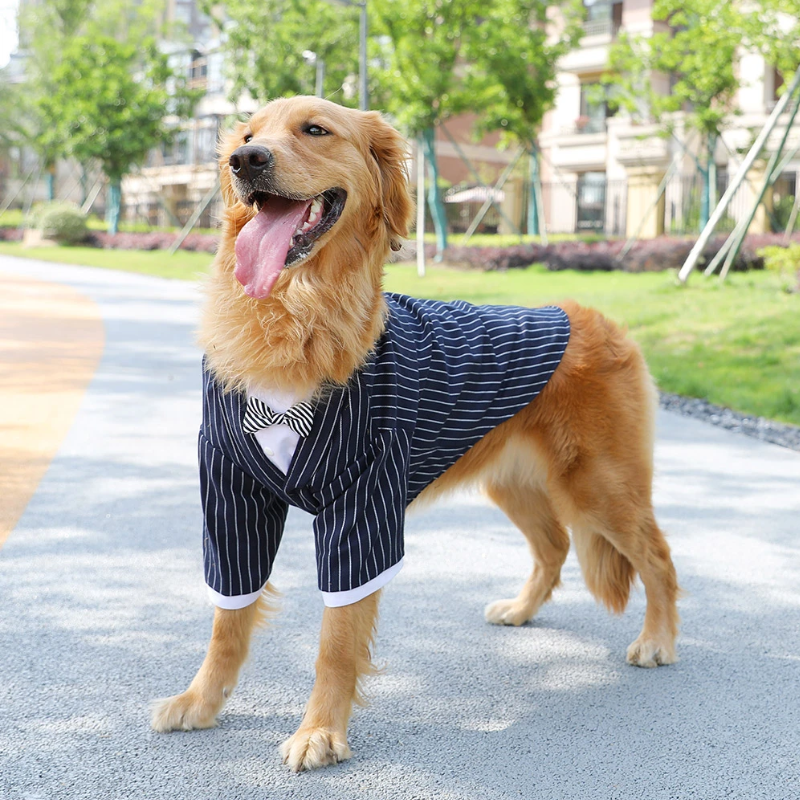 2025 Large Dog Fashion Guide: Comfort, Safety, and Style in One!