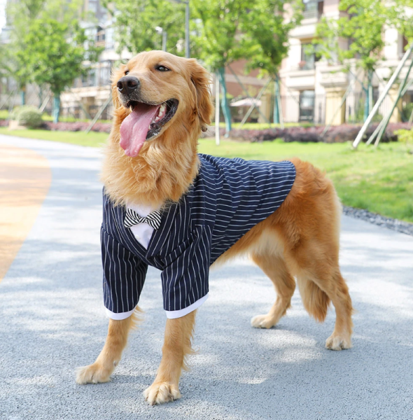 2025 Large Dog Fashion Guide: Comfort, Safety, and Style in One!