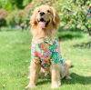 Lightweight & Stylish Summer Dog Clothes: Keep Your Pup Cool and Trendy
