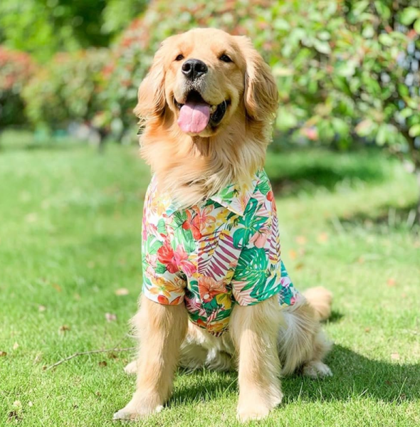 Lightweight & Stylish Summer Dog Clothes: Keep Your Pup Cool and Trendy