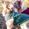 What Qualities Make a Good Dog Clothing Wholesaler?