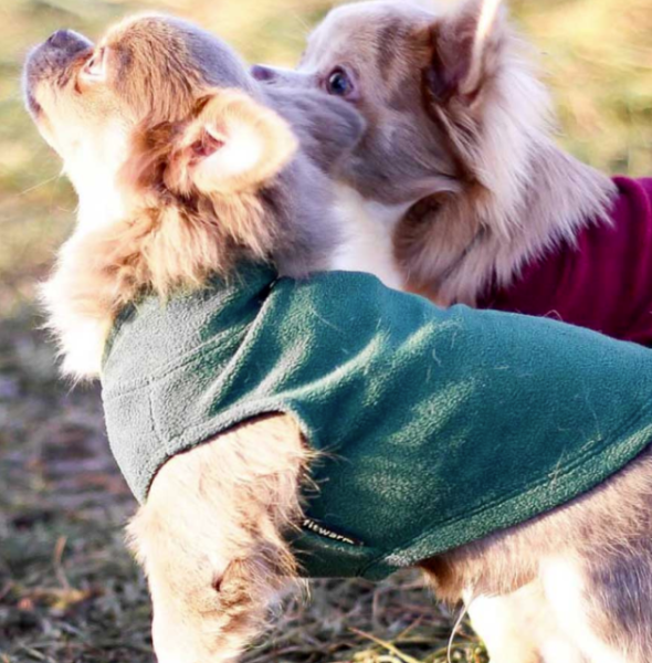 What Qualities Make a Good Dog Clothing Wholesaler?