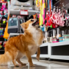 Exploring the Wholesale Dog Clothing Market: Tips for New Retailers