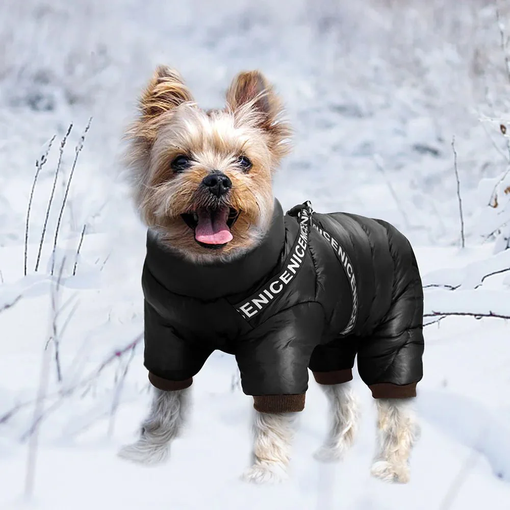 Small Dog Clothing: Finding the Perfect Fit