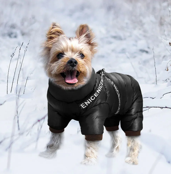 Small Dog Clothing: Finding the Perfect Fit