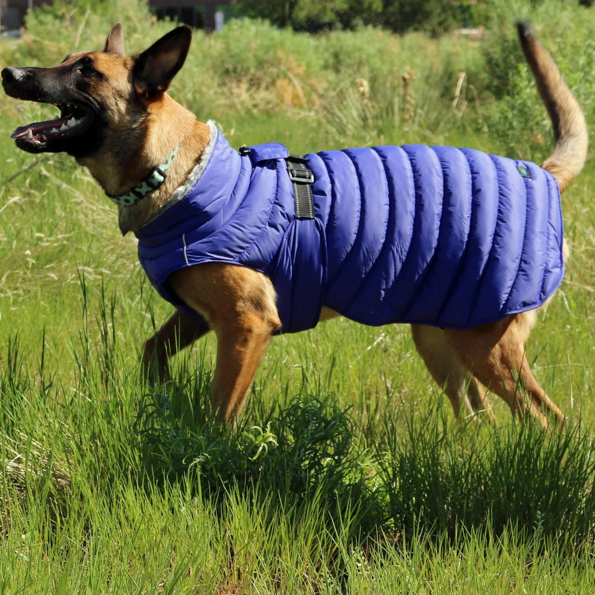 Down Jackets for Different Dog Breeds: Which One is Best for Your Furry Friend?