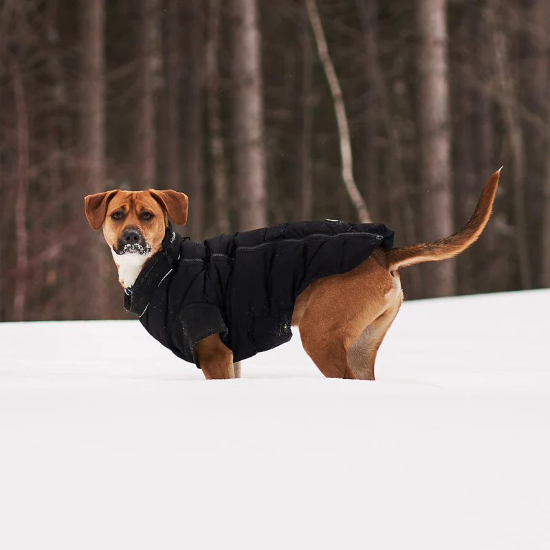 Dog Down Jackets