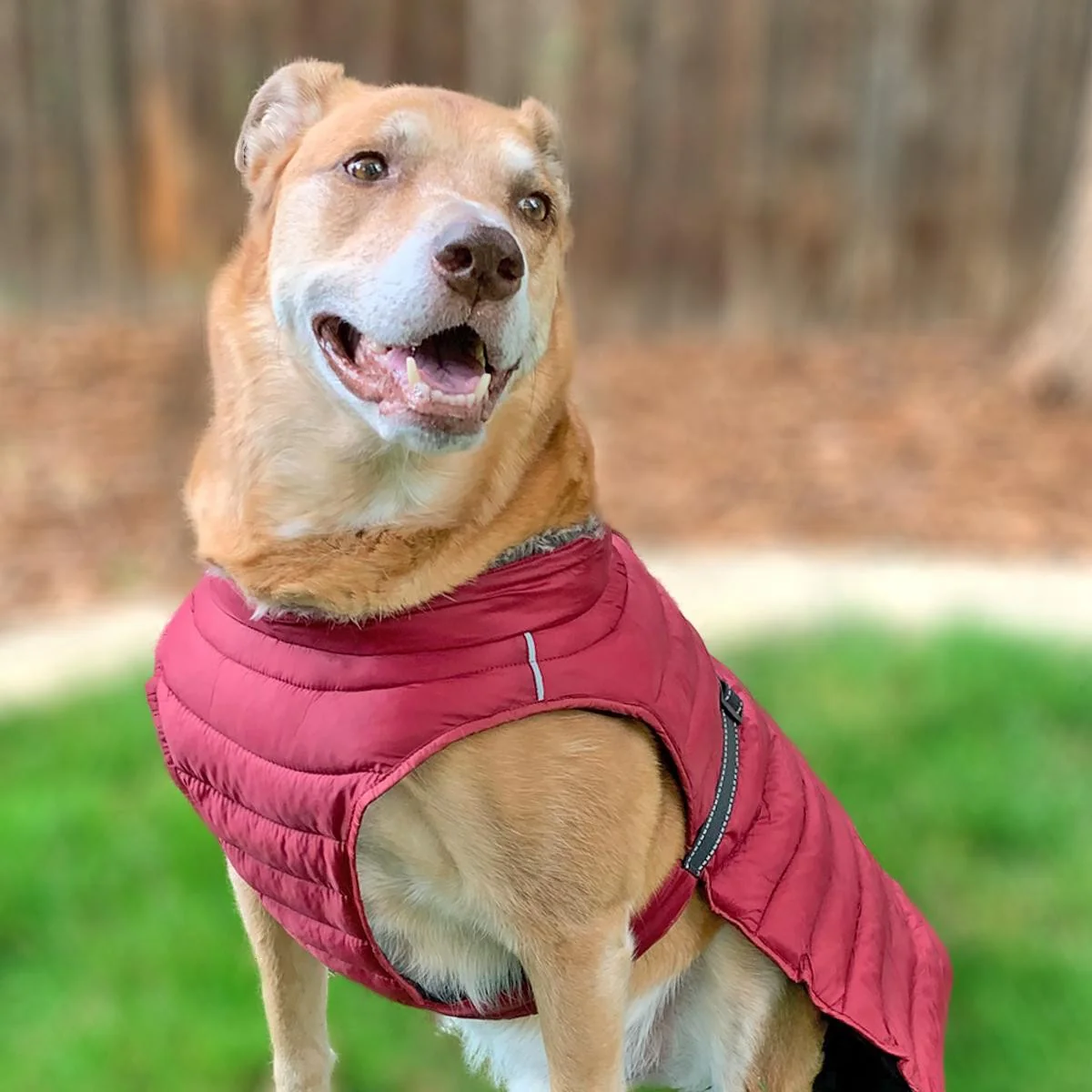Dog Down Jackets