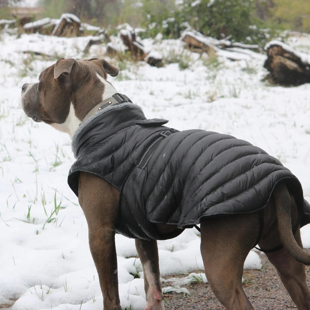 Best Down Jackets for Dogs: A Comprehensive Guide by Jojocici