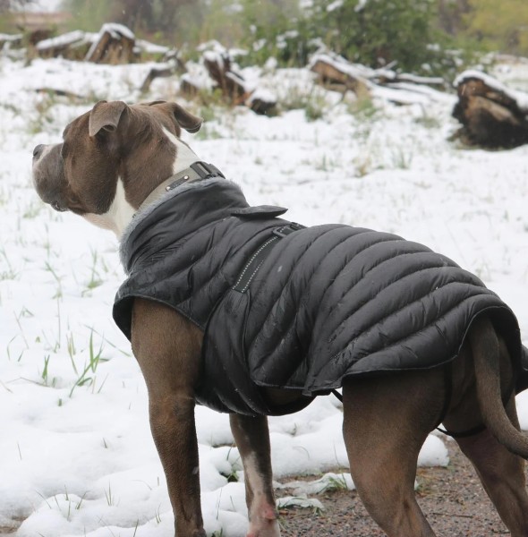 Best Down Jackets for Dogs: A Comprehensive Guide by Jojocici