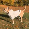 Down Jackets vs. Hoodies: Which is Better for Your Dog?