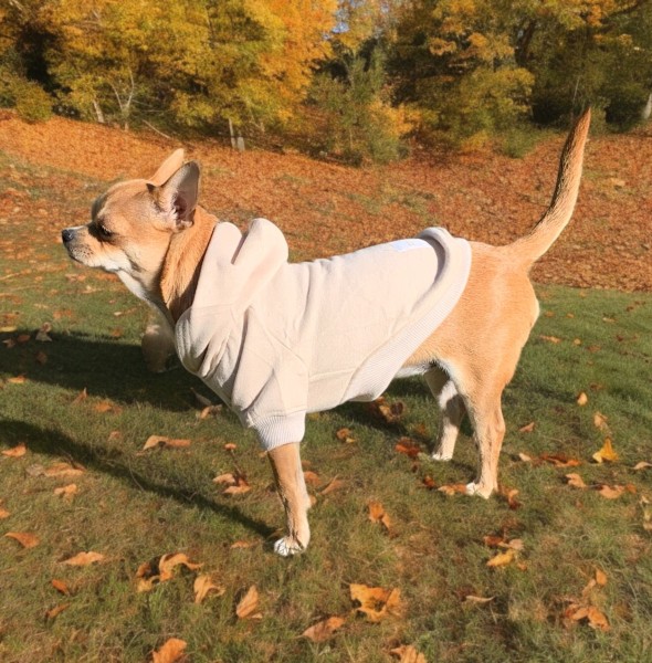 Down Jackets vs. Hoodies: Which is Better for Your Dog?