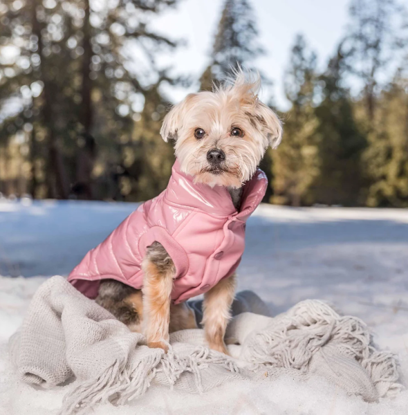 Can down Jackets Help Your Dog Stay Active in the Winter?