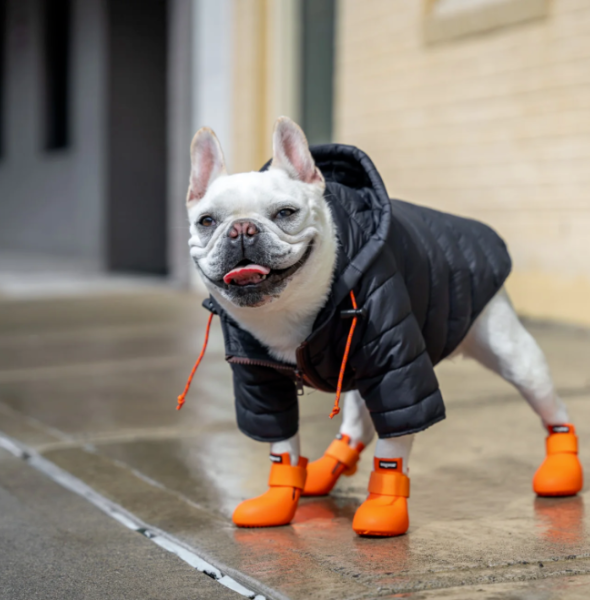 How to Clean and Care for Your Dog's Down Jacket to Extend Its Life