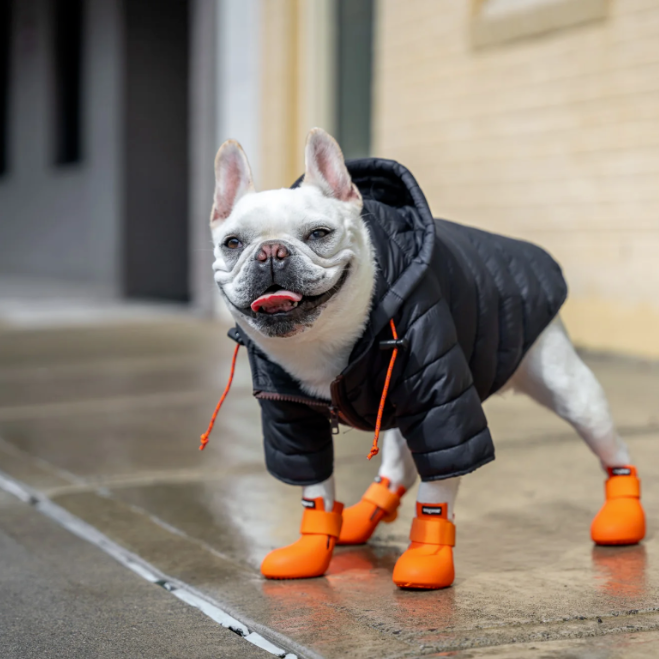 How to Clean and Care for Your Dog's Down Jacket to Extend Its Life