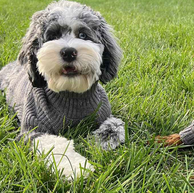 Why Wholesale Dog Clothing Is the Best Business Opportunity in 2025