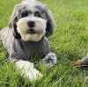 Why Wholesale Dog Clothing Is the Best Business Opportunity in 2025