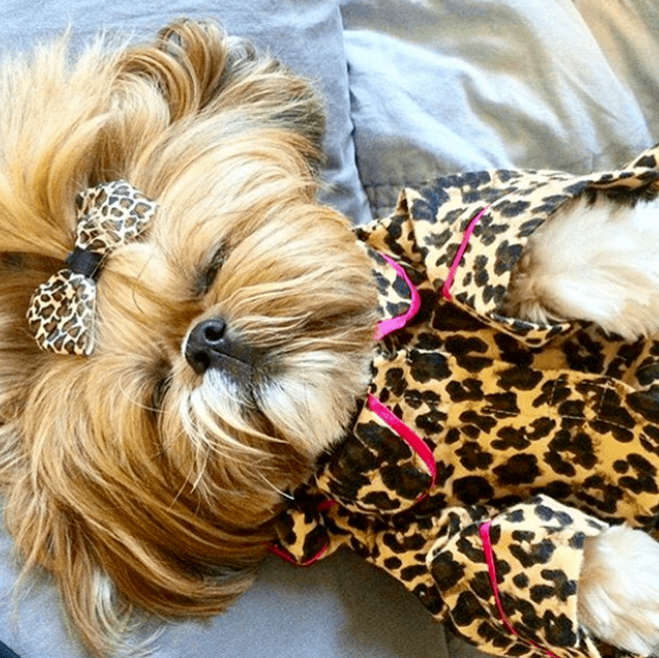 Dog Pajamas