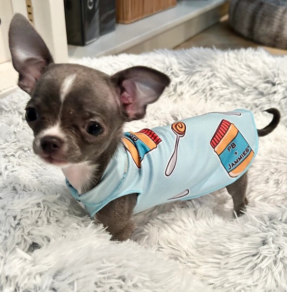 Best Pajamas for Small Dogs: Comfortable and Stylish