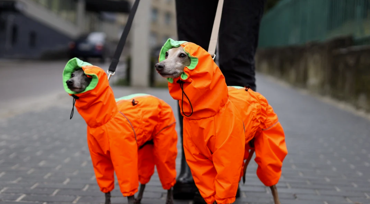 dog raincoat