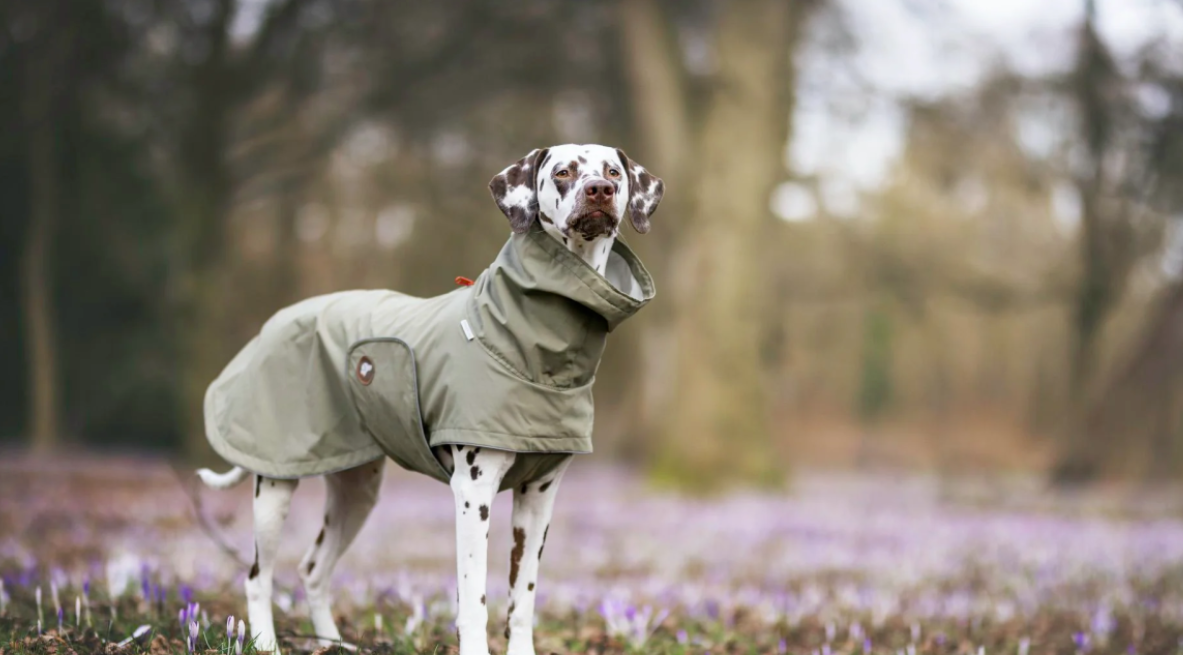Dog Raincoat