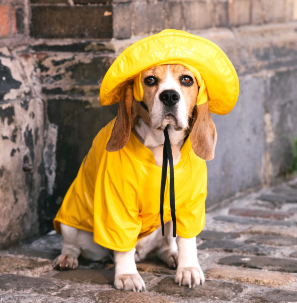 How to Find a Dog Raincoat Manufacturer That Meets Your Custom Needs