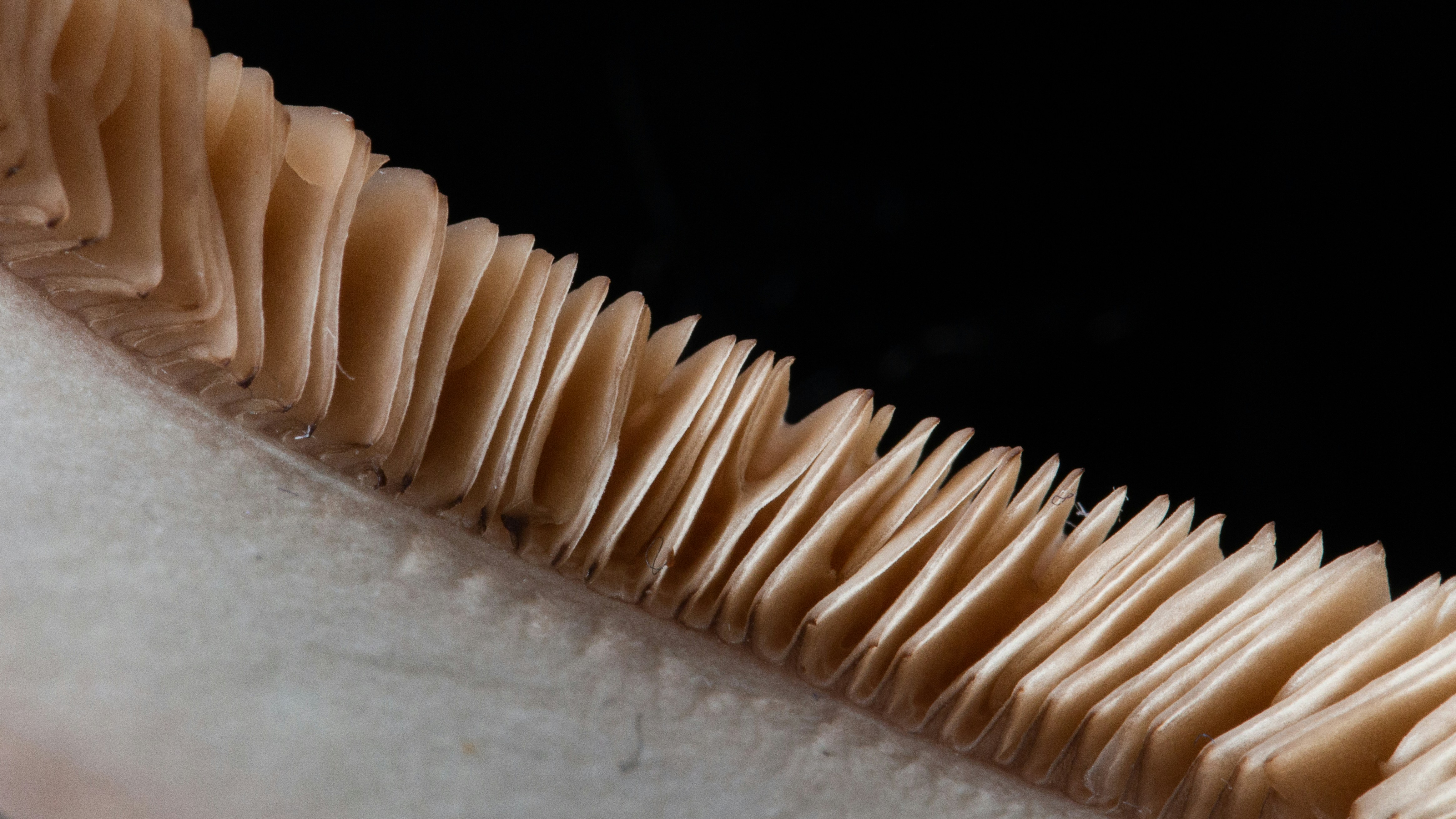 A CAD model of a die cast part showing DFM principles like draft angles and fillets