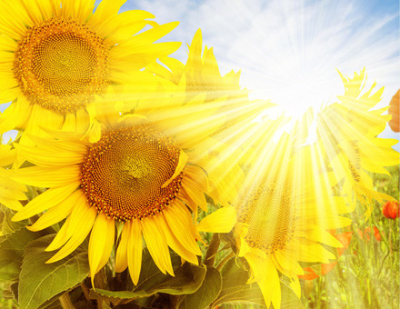 Enhance Your Playground with FieldsMaster UV-Resistant EPDM Granules