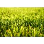 Top-Quality Artificial Turf: OEM, ODM, Brand Agency Options Available for Global Landscape Construction