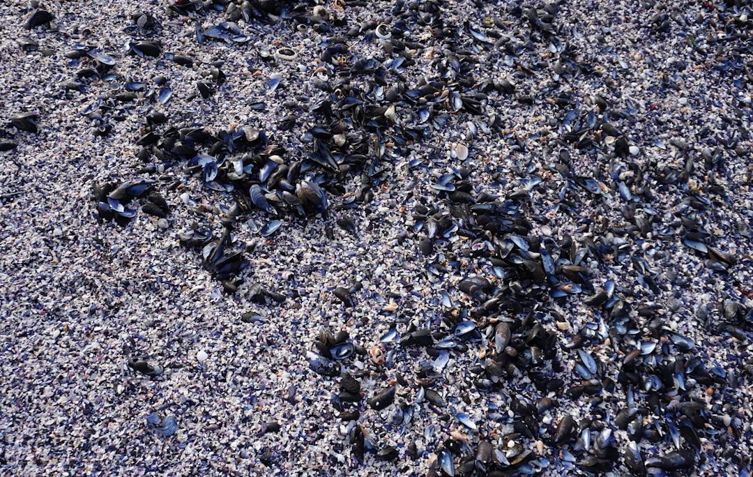 Close-up of black SBR rubber infill granules
