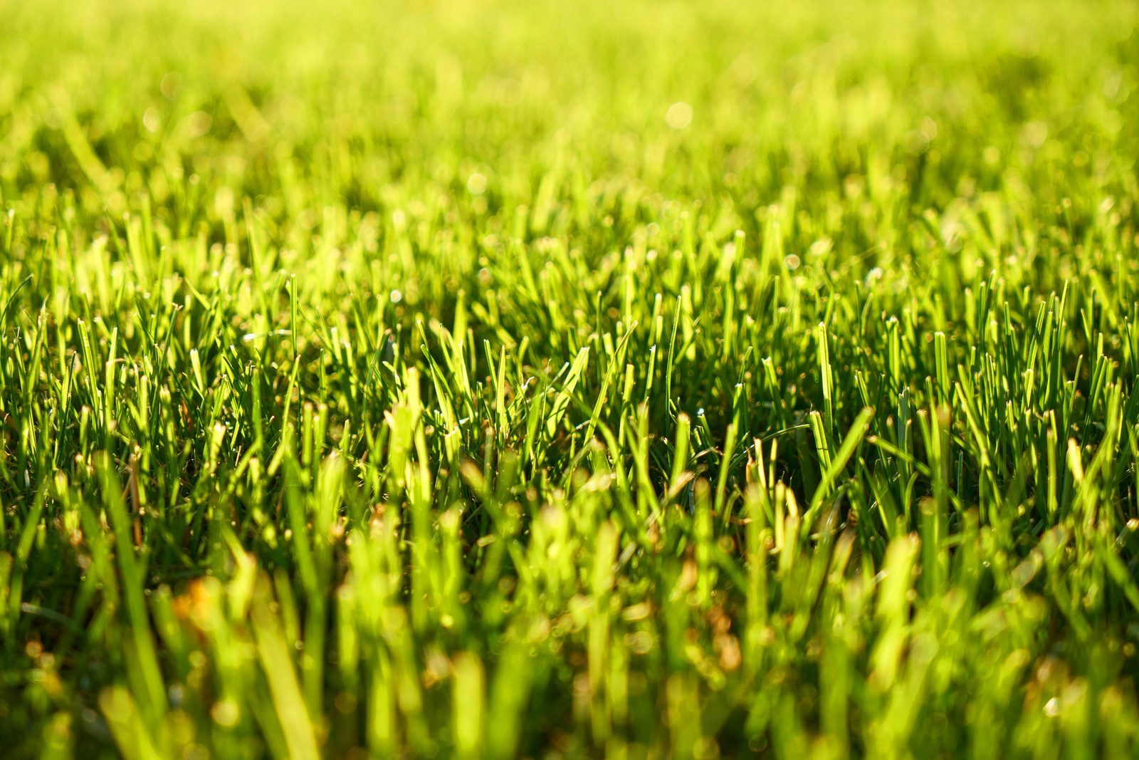 Artificial turf and rubber infill application close-up
