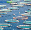 What is a Recirculating Aquaculture System (RAS)