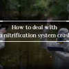 How to deal with a nitrification system crash