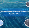 Why Recirculating Aquaculture Systems (RAS) Need Disc Diffusers