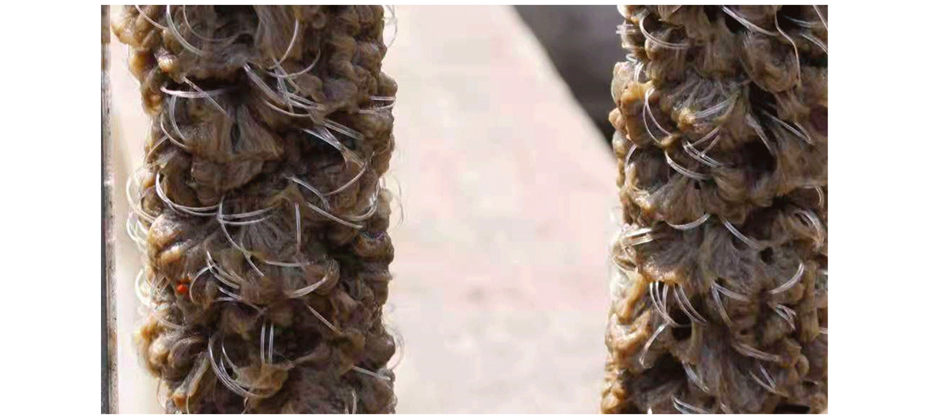 Images of Biofilm-Colonized Biological Rope Media