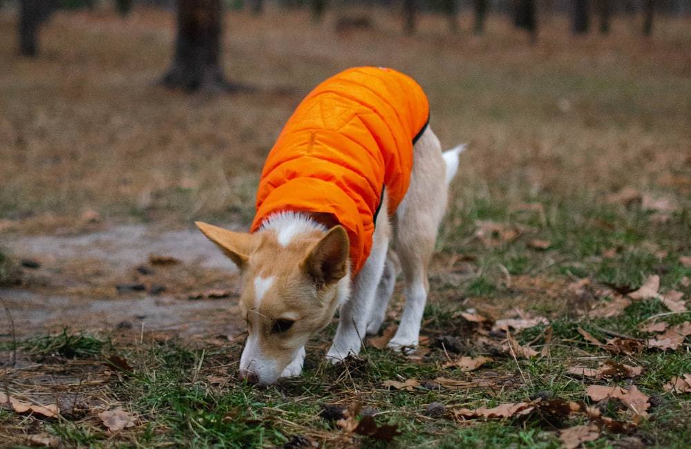 Training Jackets sourcing, production, or quality evaluation context