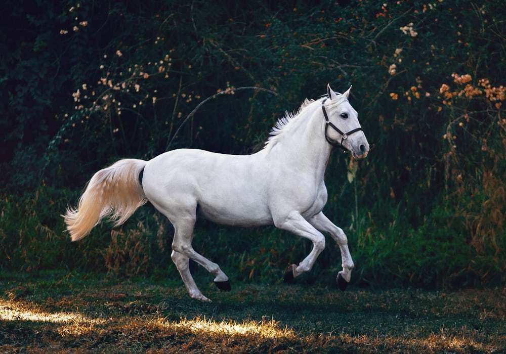 equestrian apparel sourcing and product development
