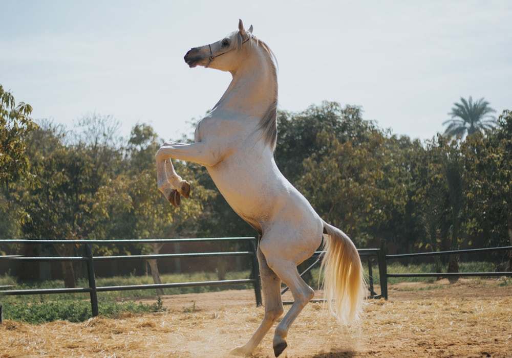 equestrian apparel manufacturer sampling and quality verification